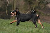 BOUVIER D'APPENZELL 067